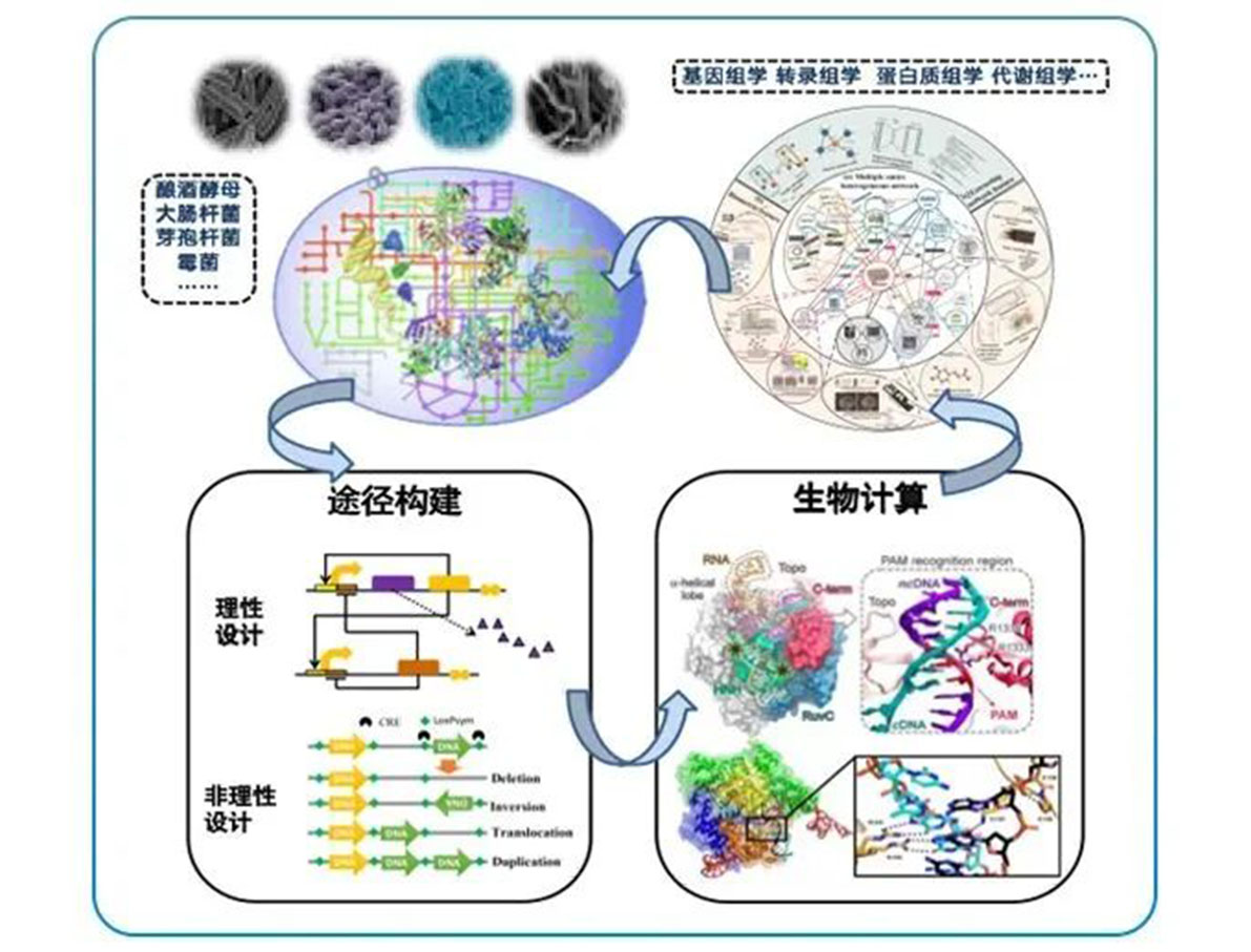 專訪 | 嘉必優(yōu)：立足合成生物學(xué)底層技術(shù) 揚(yáng)帆生物經(jīng)濟(jì)“藍(lán)海”